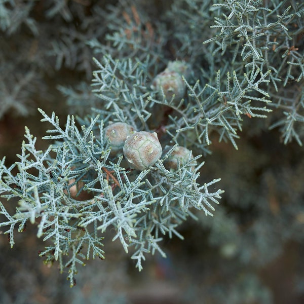 Arizona Cypress Cupressus arizonica var. glabra 'Blue Ice' 20 seeds Organically Grown Hand picked