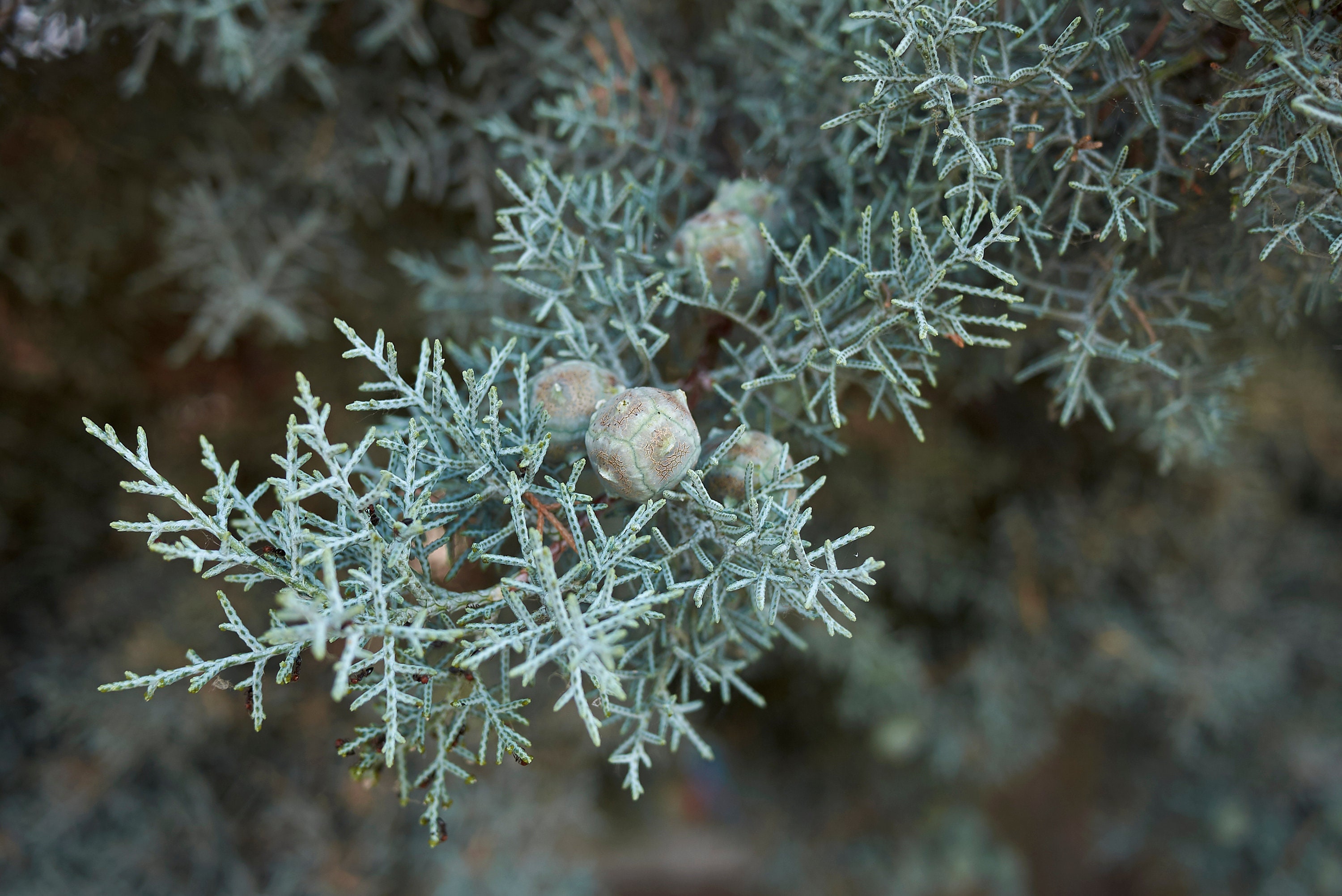 Arizona Cypress Cupressus Arizonica Var. Glabra 'blue Ice' 20