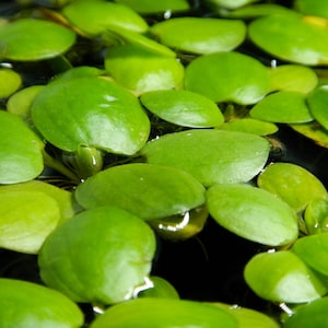 May include: Close-up of a group of bright green, round, floating water plants. The plants are in a shallow pool of water.