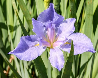 Sea Wisp Iris Winter Hardy Aquatic Pond Marginal Bog Plant 6 pack