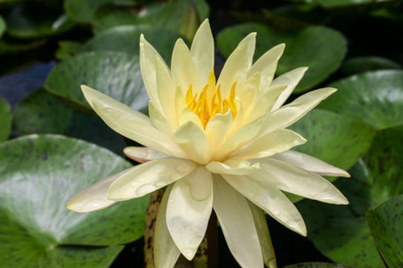 AZ Gardens Texas Dawn Water Lily