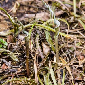 Op de afbeelding: Een close-up van een groene plant met een gekrulde stengel die groeit in een bed van bruine en groene bladeren en takjes.