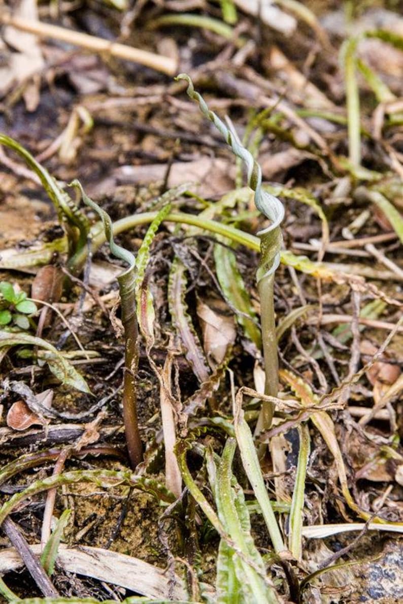 Op de afbeelding: Een close-up van een groene plant met een gekrulde stengel die groeit in een bed van bruine en groene bladeren en takjes.