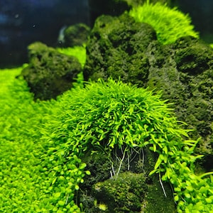 Utricularia graminifolia or grass-leaved bladderwort Freshwater Aquarium Plant Aquatic Portion Cup 3.5oz