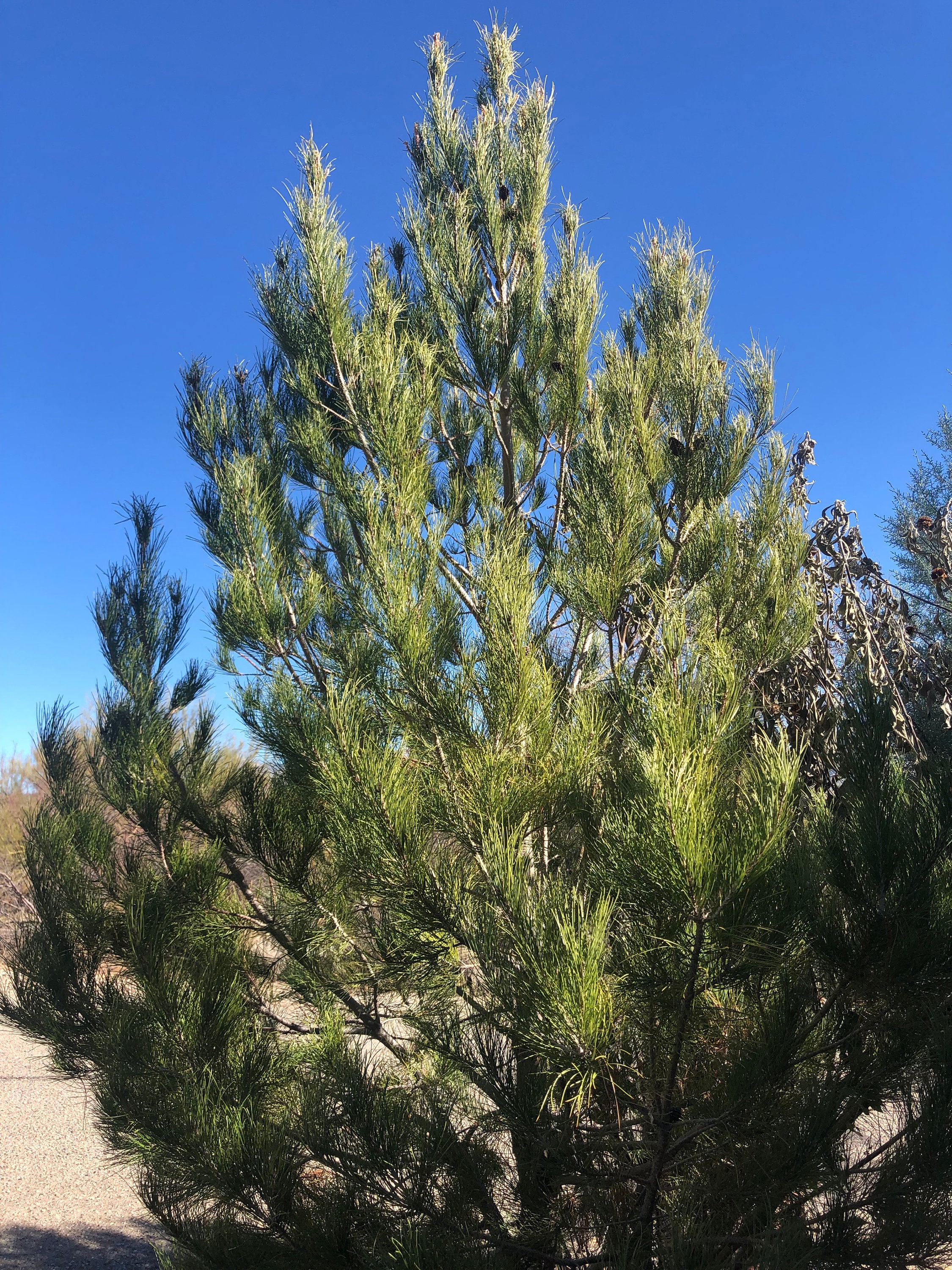 Afghan Pine, Pinus Brutia Var. Eldarica, Eldarica Pine, Desert Pine ...