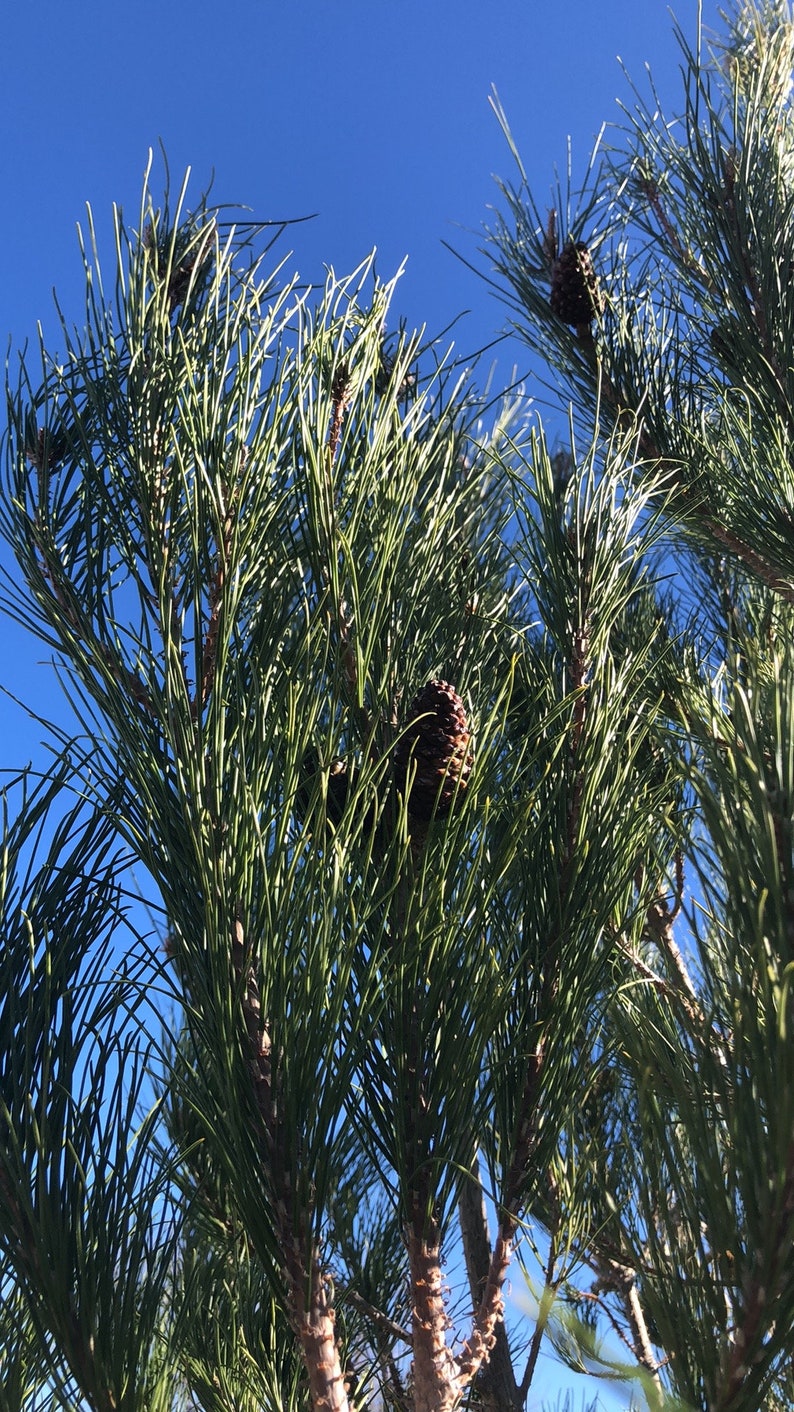 Afghan Pine, Pinus Brutia Var. Eldarica, Eldarica Pine, Desert Pine ...