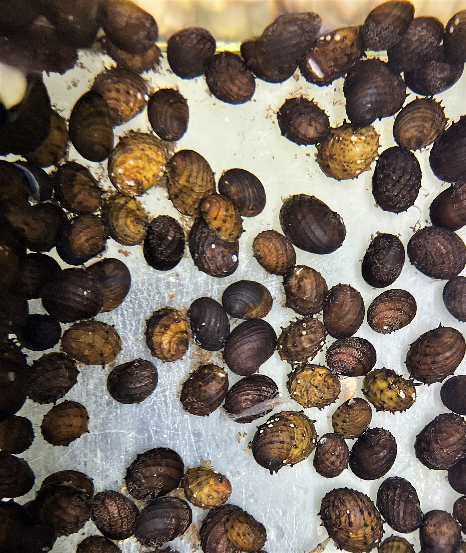 Algae Eating Nerite King Koopa Snail pack of 3 Snails Etsy UK