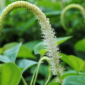 May include: A close-up of a white flower with a long, thin stem. The flower is surrounded by green leaves.