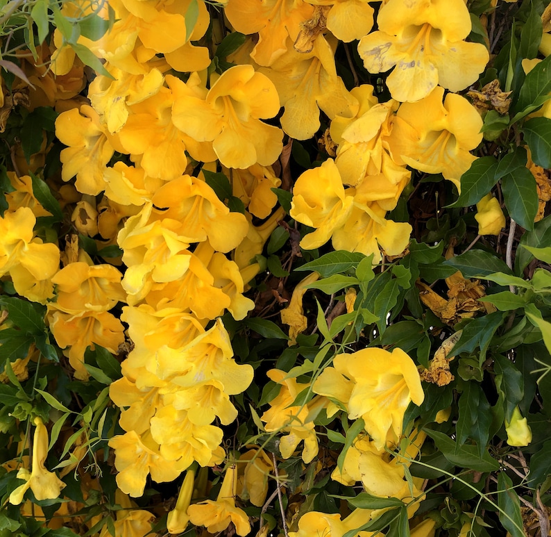 Cat's-claw, catclaw-creeper, catclaw-trumpet, funnel-creeper or Dolichandra unguis-cati Seeds 20 per pack image 5