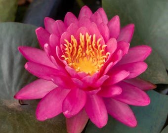 Packaged Water Lily Assorted Colors, Red, White, Pink, Yellow
