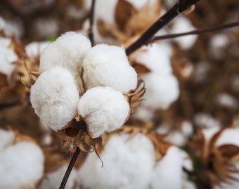 Pima Cotton Gossypium barbadense hand collected seeds 10 pack