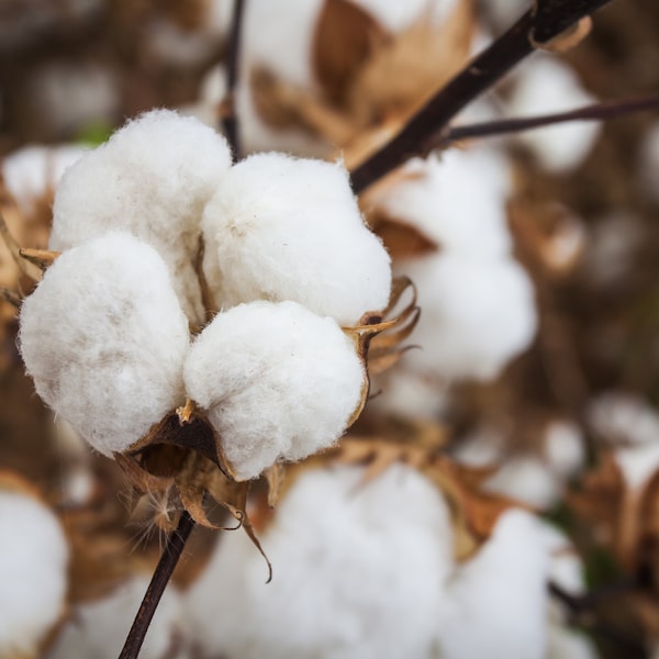 Pima Cotton Gossypium barbadense hand collected seeds 10 pack