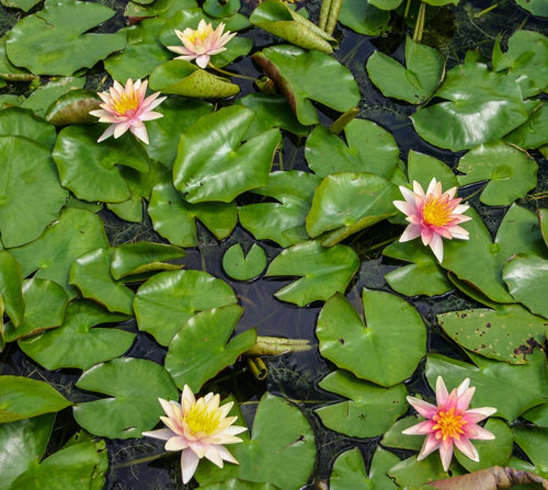 AZ Gardens Sioux Water Lily - Thumbnail 3