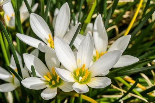 Zephyr Lily, Zephyranthes Candida, Rain Lily, Fairy Lily