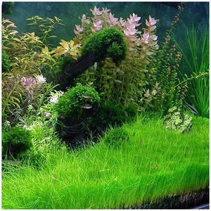 Dwarf Hairgrass or Eleocharis Acicularis Aquarium Plant Grown on a Mat