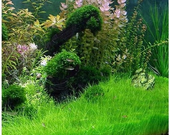 Dwarf Hairgrass or Eleocharis Acicularis Aquarium Plant Grown on a Mat