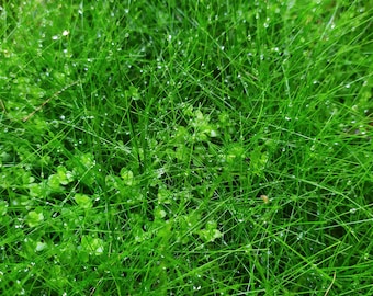 Dwarf Hairgrass Eleocharis Acicularis 2" Potted Freshwater Aquarium Plant 2 Pack