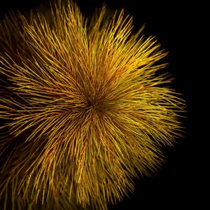 Cola de zorro roja, Myriophyllum tuberculatum, planta de acuario de agua dulce (paquete de 3)