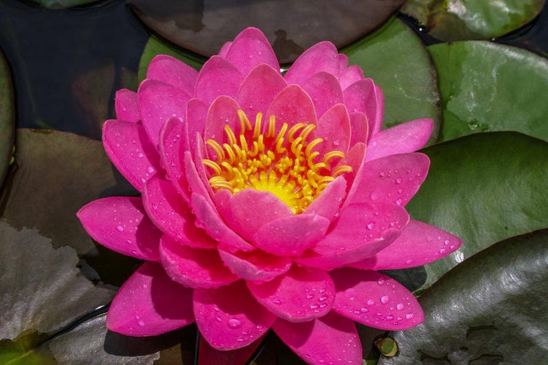 AZ Gardens Perry's Fire Opal Water Lily - Thumbnail 5
