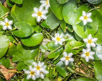 Large White Snowflake or Nymphoides Indica Floating Aquatic Pond Plant (pack of 3 plants)