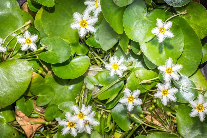 AZ Gardens Nymphoides indica Floating Plant - Thumbnail 5