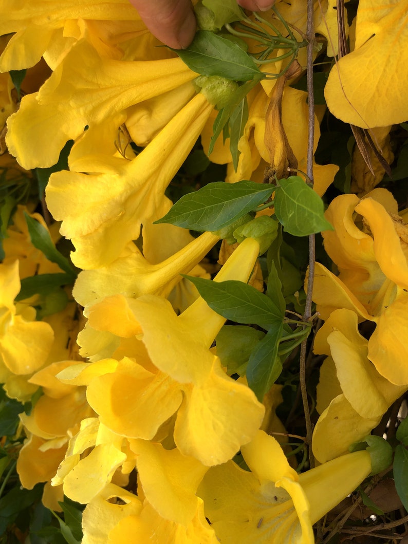 Cat's-claw, catclaw-creeper, catclaw-trumpet, funnel-creeper or Dolichandra unguis-cati Seeds 20 per pack image 4