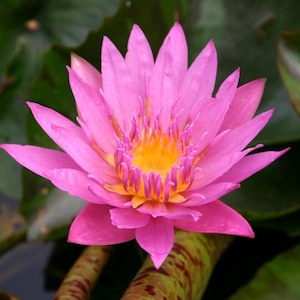 Nymphaea ‘Queen of Siam’ Day Blooming Water Lily 3 plant pack