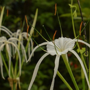 Puede incluir: Primer plano de una flor de lirio ara&ntilde;a blanca con p&eacute;talos largos y delgados y tallos verdes. La flor est&aacute; enfocada, mientras que el fondo est&aacute; desenfocado.
