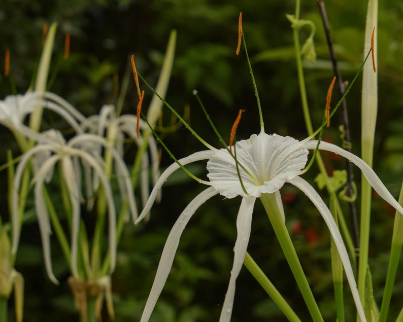 Puede incluir: Primer plano de una flor de lirio ara&ntilde;a blanca con p&eacute;talos largos y delgados y tallos verdes. La flor est&aacute; enfocada, mientras que el fondo est&aacute; desenfocado.
