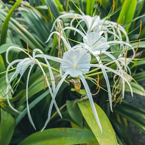 Puede incluir: Flores blancas de lirio ara&ntilde;a con p&eacute;talos largos y delgados y estambres amarillos. Las flores est&aacute;n rodeadas de hojas verdes.