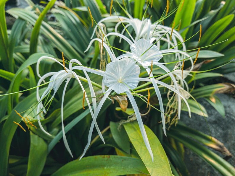 Puede incluir: Flores blancas de lirio ara&ntilde;a con p&eacute;talos largos y delgados y estambres amarillos. Las flores est&aacute;n rodeadas de hojas verdes.