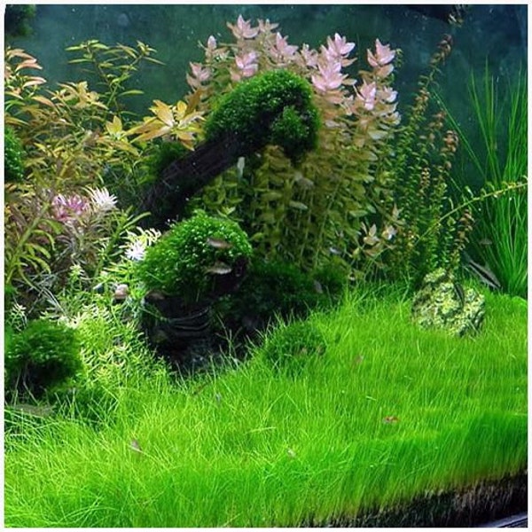 Dwarf Hairgrass Eleocharis Acicularis 2" Potted Aquarium Plant