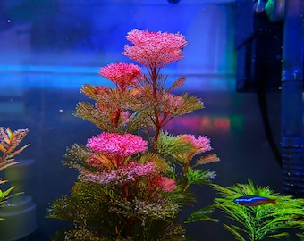 Può includere: Scena di acquario con piante artificiali rosa e verdi. Le piante hanno una struttura a strati, simile ad alberi, con sezioni rosa che ricordano grappoli di fiori. Un piccolo pesce colorato nuota vicino alle piante, aggiungendo vita all'ambiente sottomarino.