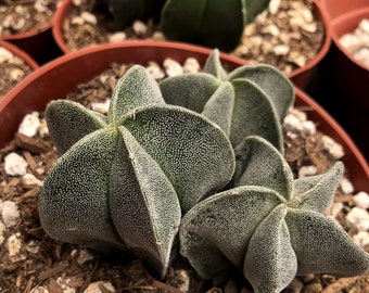 Astrophytum myriostigma, Bishop's Cap Cactus, Bishop's Hat or Bishop's Miter Cactus