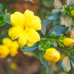 Primrose Jasmine, Chinese Jasmine, Jasminum primulinum, Jasminum mesnyi 6 cuttings 7 each image 8