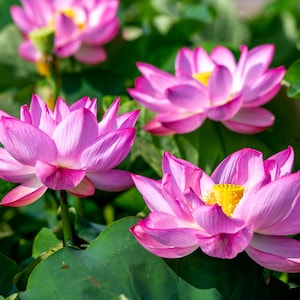 Lotus Nelumbo Seeds Variety Pack 10 Seeds for Growing