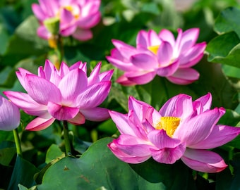 Lotus Nelumbo Seeds Variety Pack 10 Seeds for Growing