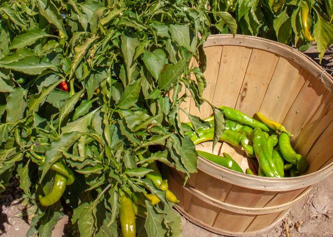 Hatch Green Chile, New Mexican Chile, Capsicum Annuum 'new Mexico Group'  Hand Collected 10 Seeds - Etsy