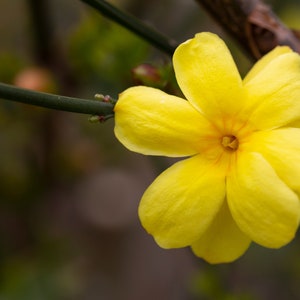 Primrose Jasmine, Chinese Jasmine, Jasminum primulinum, Jasminum mesnyi 6 cuttings 7 each image 5