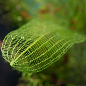 May include: A close-up of a green leaf with a delicate, lattice-like pattern. The leaf is covered in small water droplets, giving it a glistening appearance.