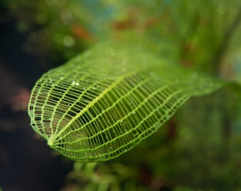 Aponogeton Fenestralis "Encaje de Madagascar" Planta de acuario de agua dulce pequeña