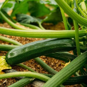 K&ouml;nnte beinhalten: Eine gr&uuml;ne Zucchini w&auml;chst an einer Pflanze in einem Garten. Die Zucchini ist teilweise von Bl&auml;ttern bedeckt und hat eine gelbe Bl&uuml;te.