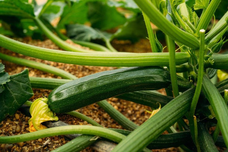 K&ouml;nnte beinhalten: Eine gr&uuml;ne Zucchini w&auml;chst an einer Pflanze in einem Garten. Die Zucchini ist teilweise von Bl&auml;ttern bedeckt und hat eine gelbe Bl&uuml;te.