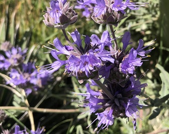 Cleveland Sage or Salvia Clevelandii (10 Seeds) the fragrant sage, blue sage, Jim sage