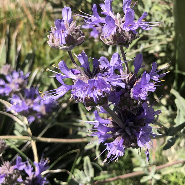 Cleveland Sage or Salvia Clevelandii (10 Seeds) the fragrant sage, blue sage, Jim sage