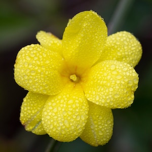 Primrose Jasmine, Chinese Jasmine, Jasminum primulinum, Jasminum mesnyi 6 cuttings 7 each image 2