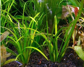 Sagittaria Subulata Tall Aquarium Plant (5 individual plants)