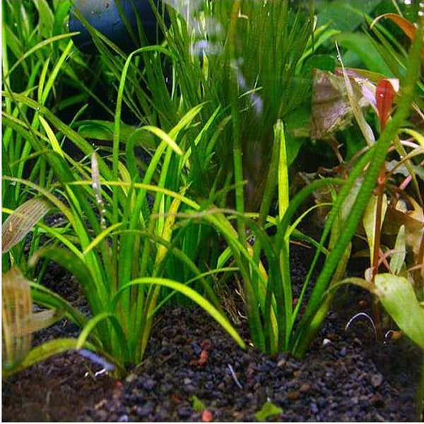 Sagittaria Subulata Tall Aquarium Plant (5 individual plants)