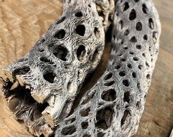 May include: Two pieces of dried, gray, and white cactus wood with a honeycomb pattern. The wood is hollow and has a rough texture.