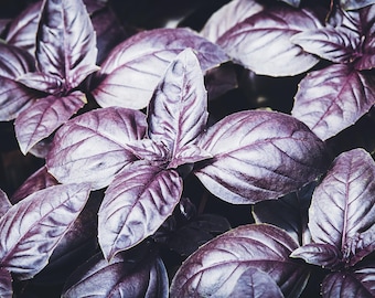 May include: Close-up of a cluster of deep purple basil leaves. The leaves have a velvety texture and are arranged in a dense, overlapping pattern.